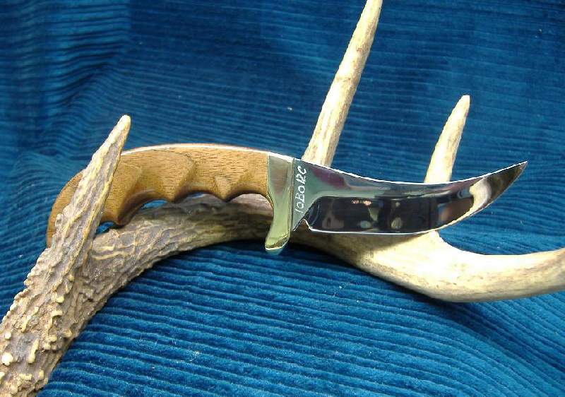 Shark Shark